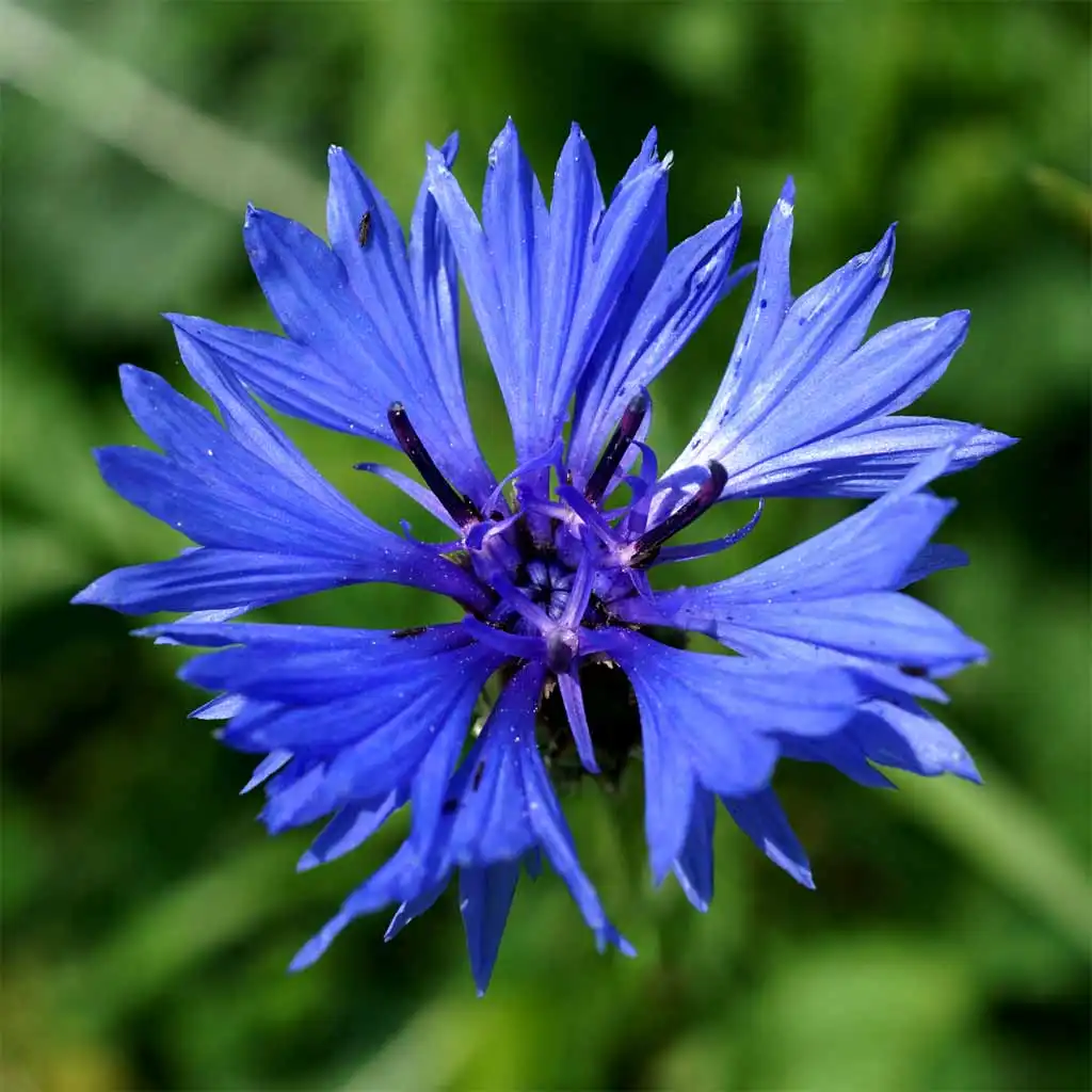 Búzavirág - a tájkép disze